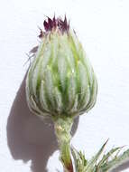 Image of Cage thistle