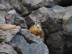 Image of Wolffsohn's viscacha