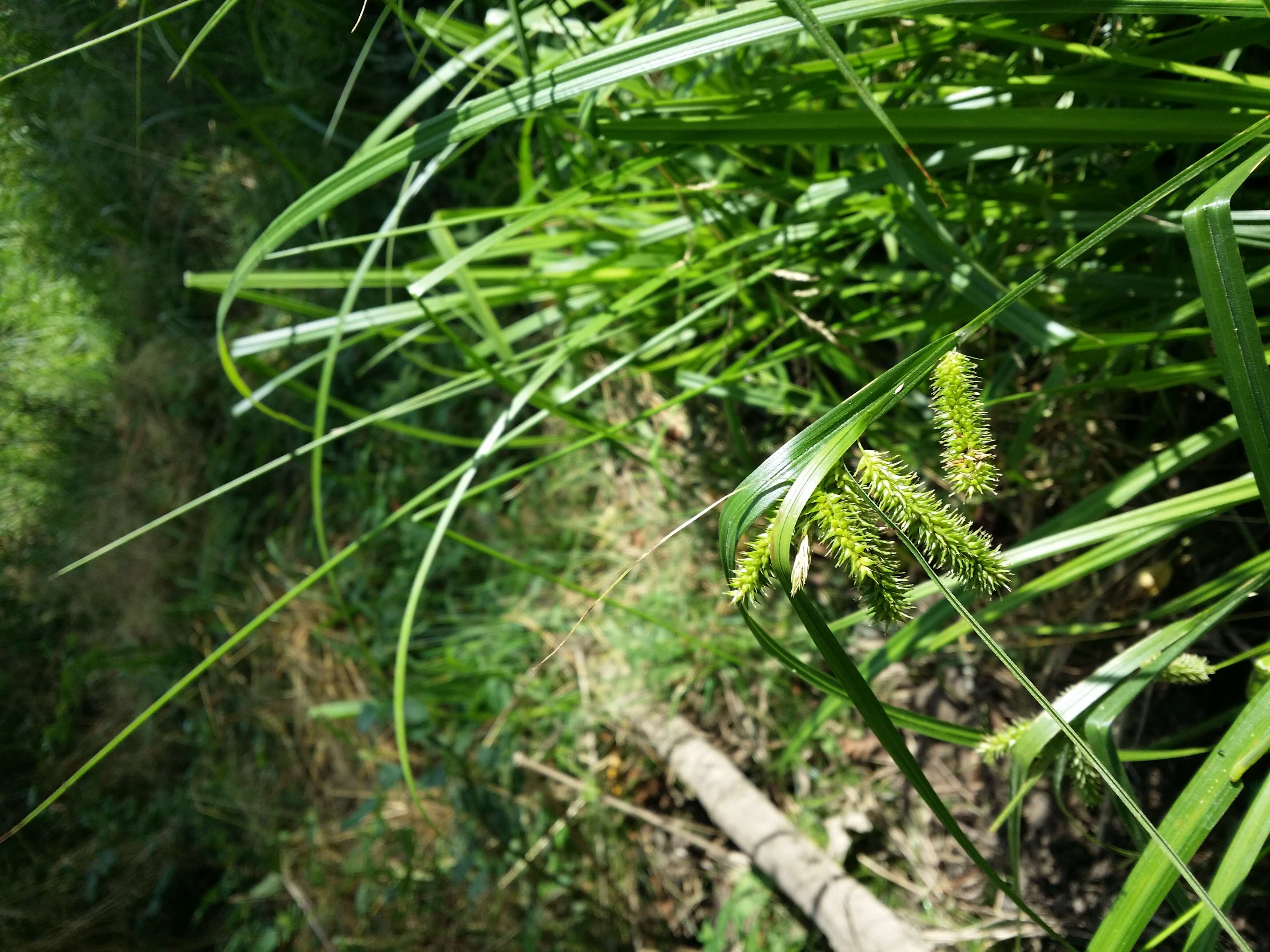 Image of Cyperus Sedge