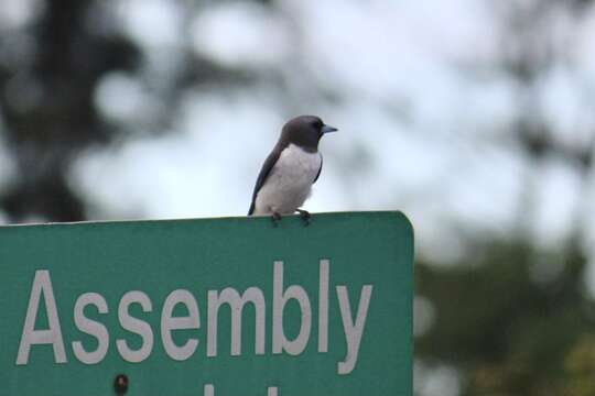 Image of White-breasted Woodswallow