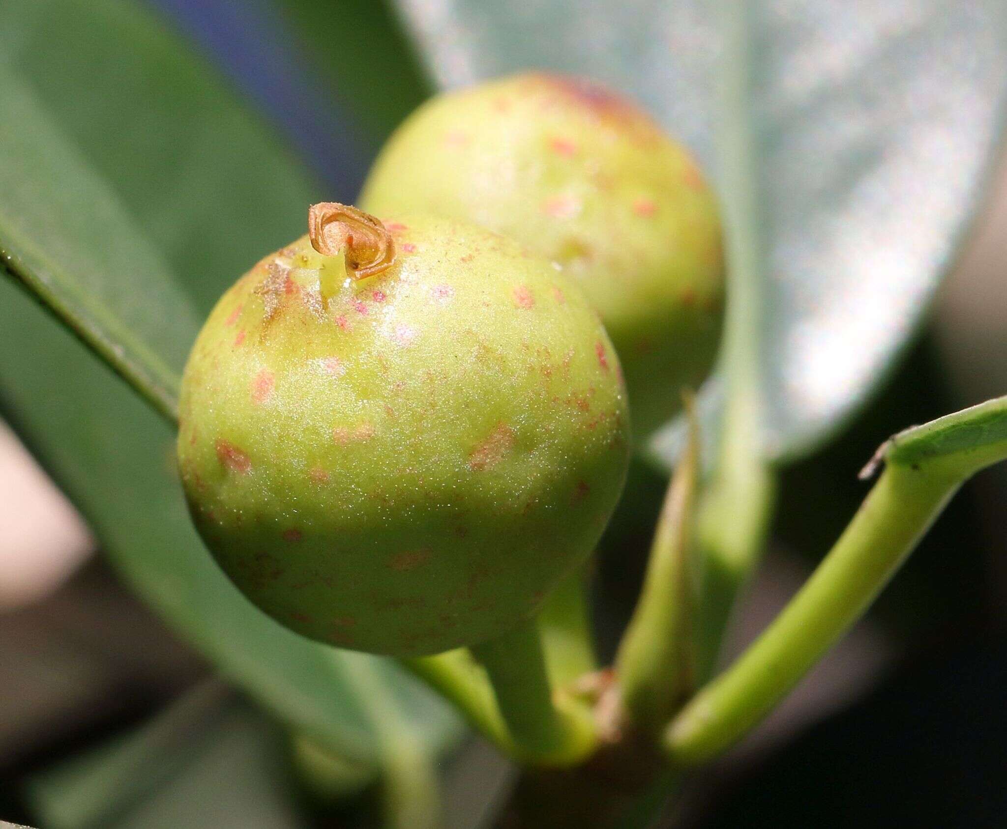 Image of Bark Cloth Fig