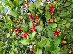 Image of Ochna integerrima (Lour.) Merr.