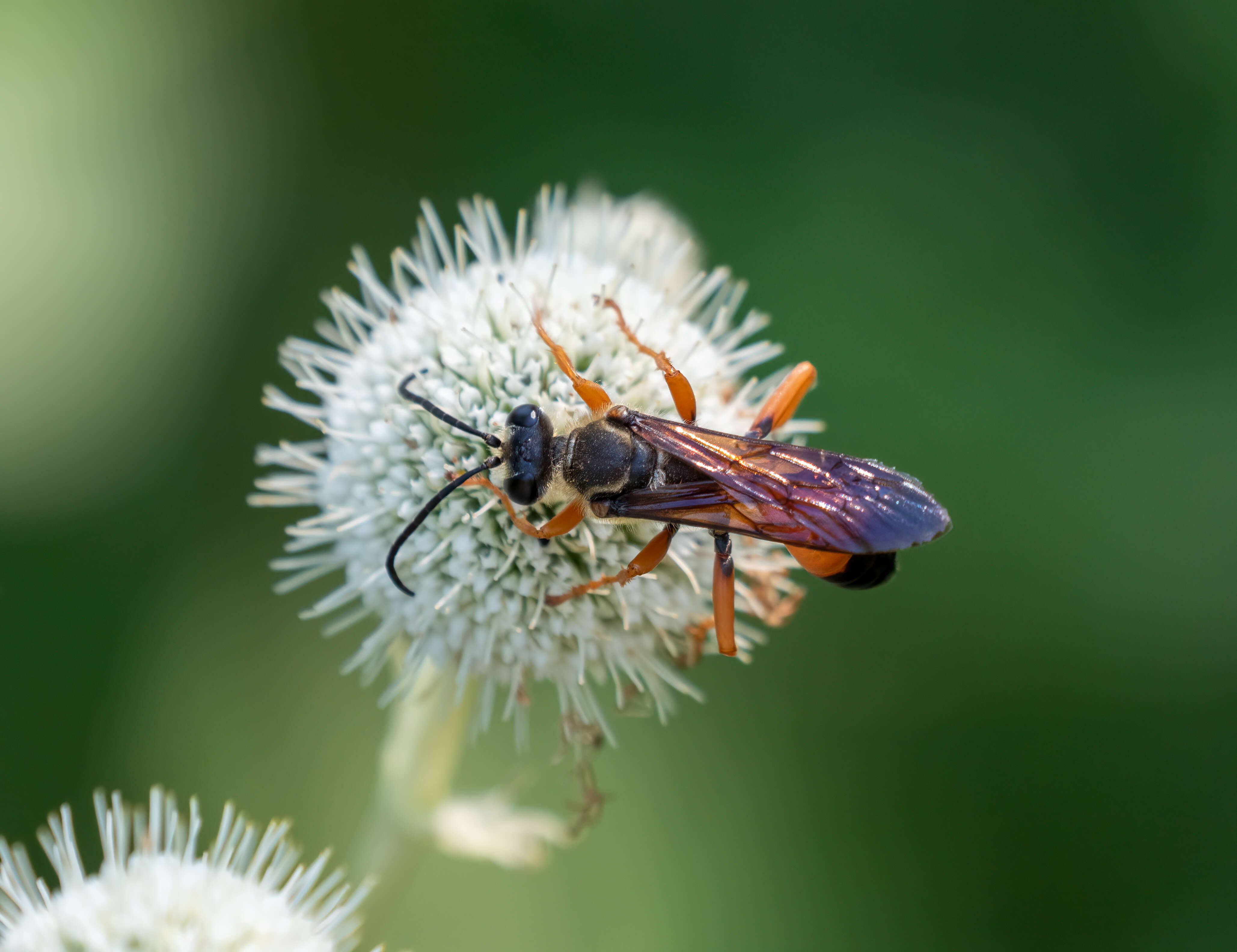 Image of Great Golden Digger Wasp