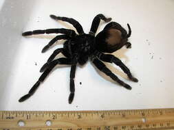 Image of Peruvian Steely Blue Tarantula