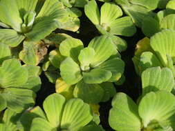 Image of pistia