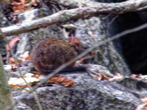 Image of Lowland Red Forest Rat