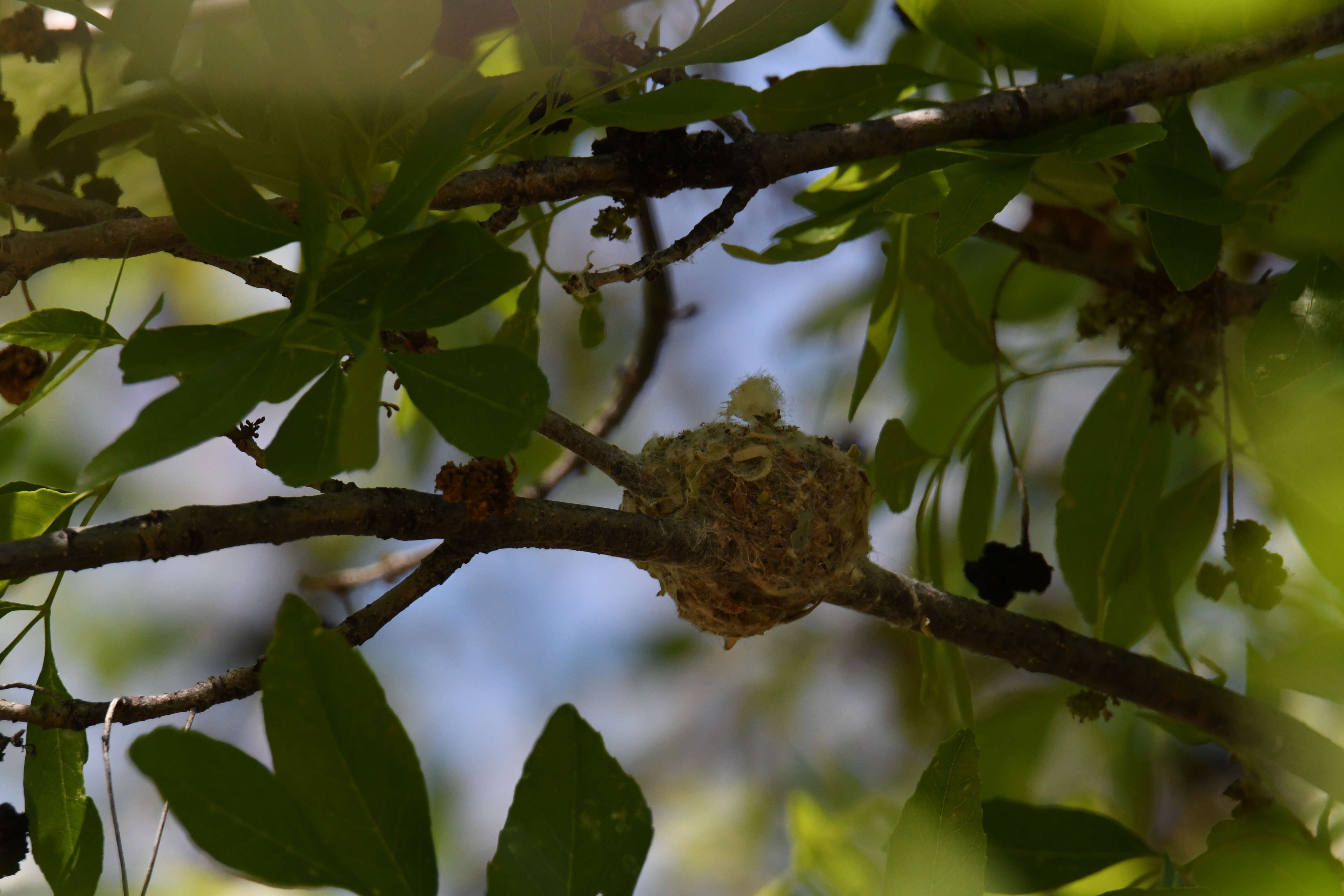 Image of Black-chinned Hummingbird