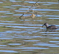 Imagem de Tachybaptus dominicus (Linnaeus 1766)