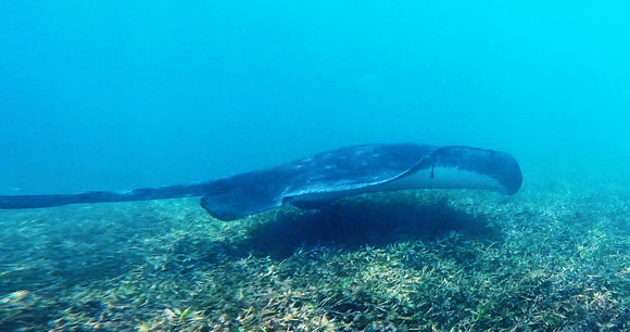 Image of Short-tail Stingray
