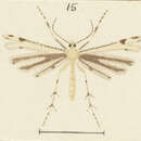 Platyptilia campsiptera Meyrick 1907 resmi