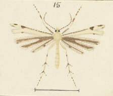 Platyptilia campsiptera Meyrick 1907 resmi