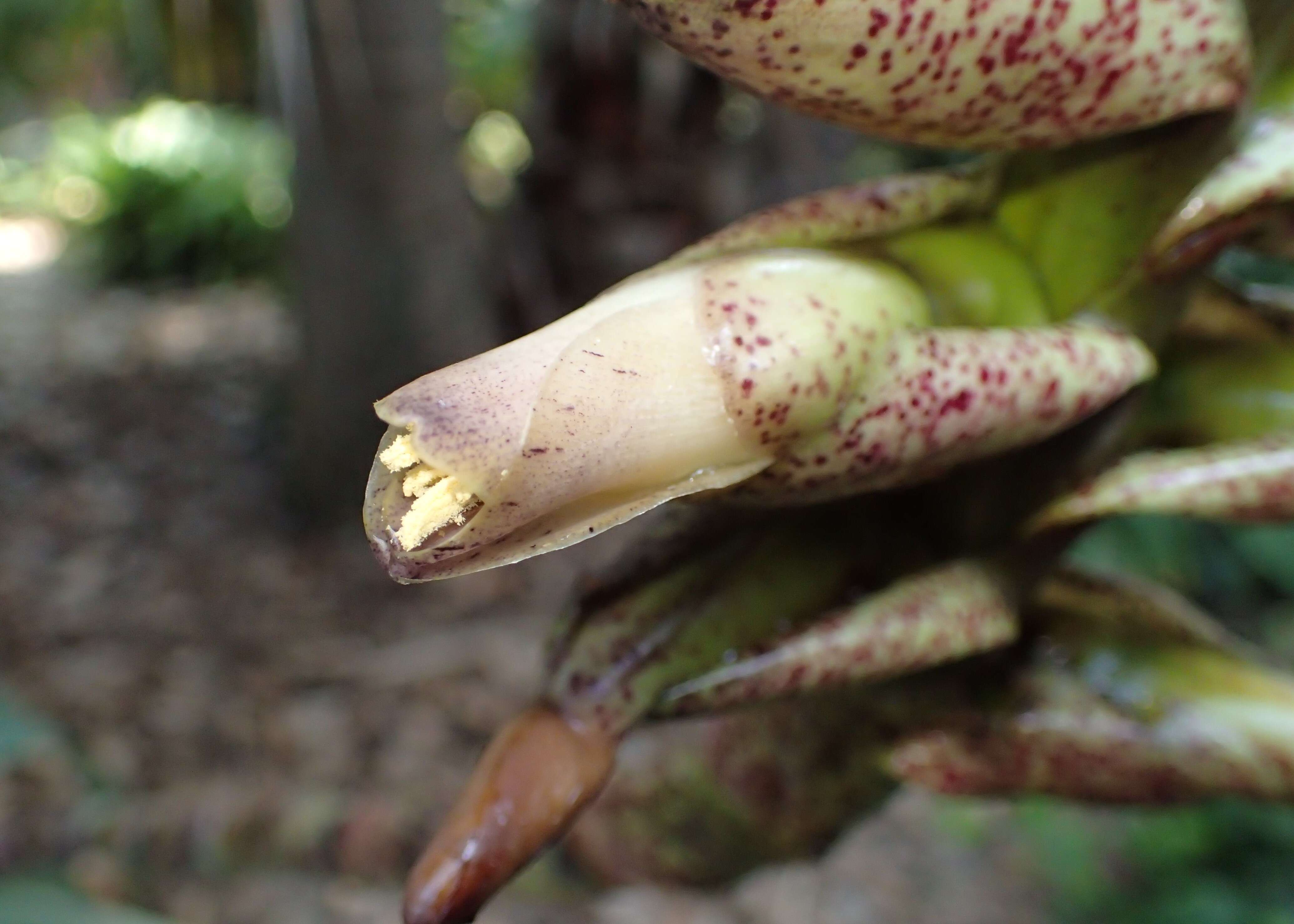 Image of Bromeliad