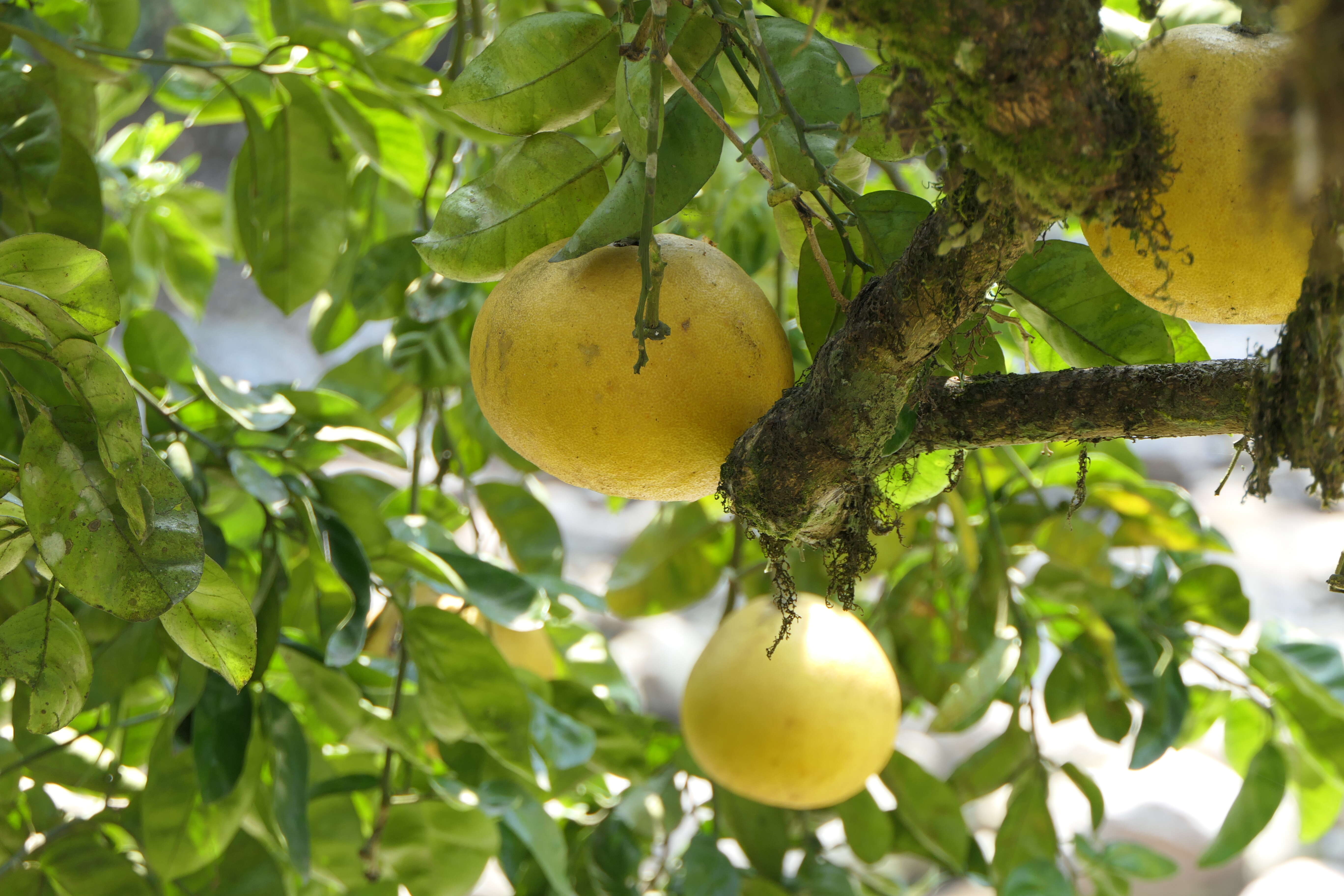 Image of Citrus maxima