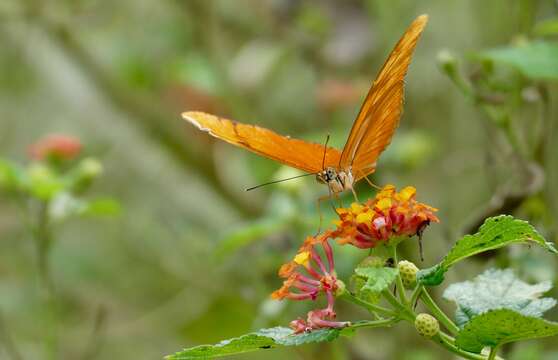 Image of Dryas