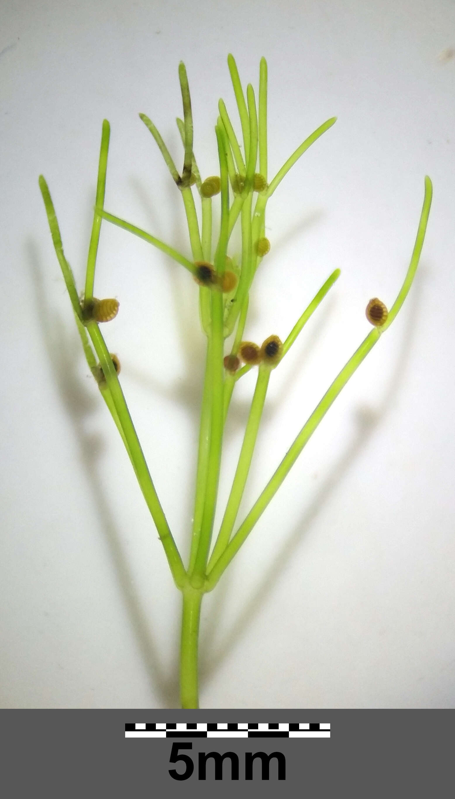 Image of Stonewort