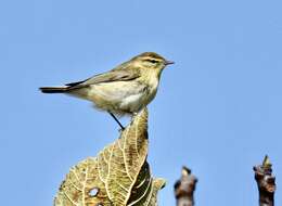 Image of Common Chiffchaff