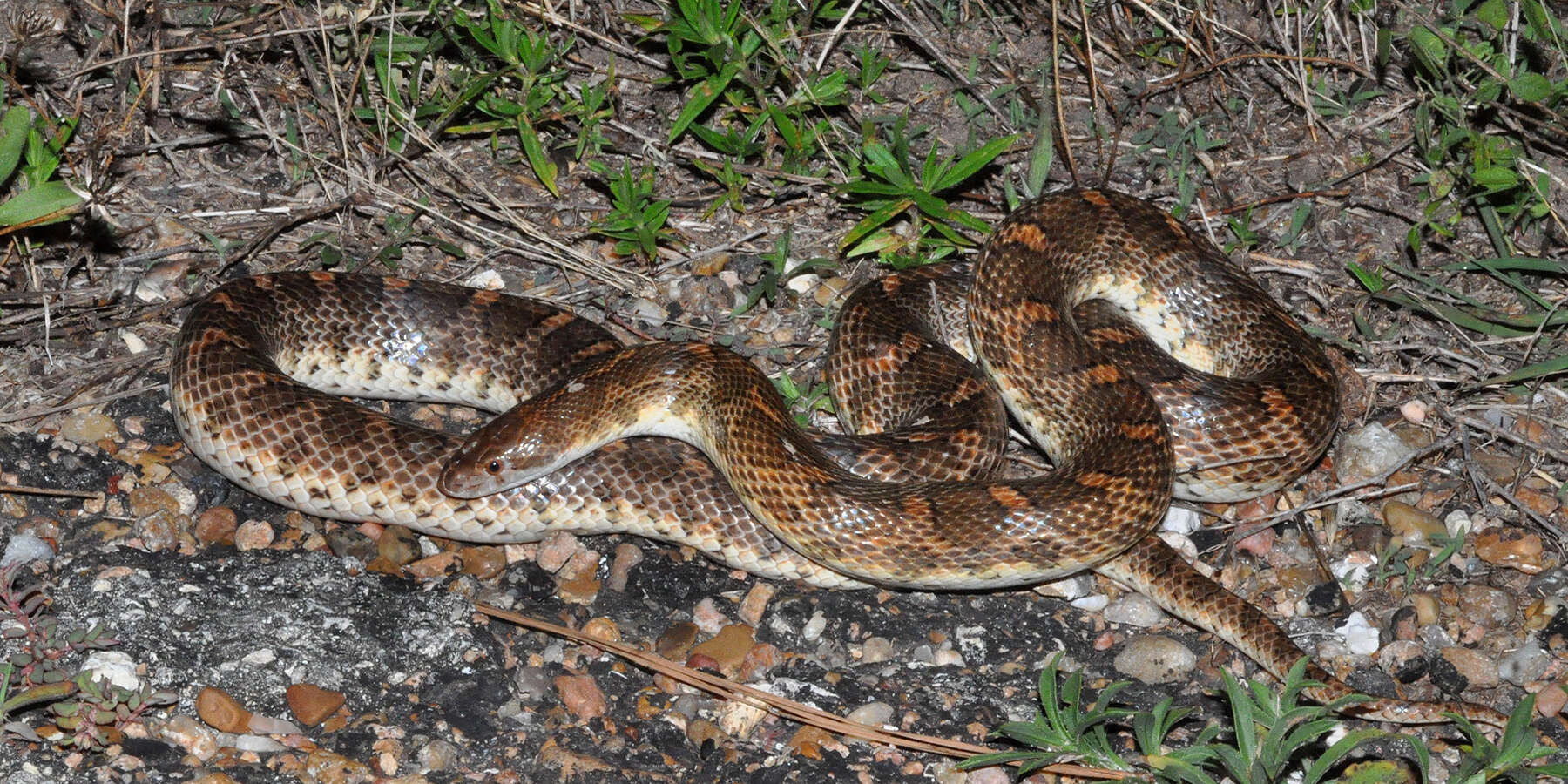 Image of Glossy Snakes