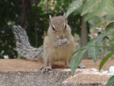 Image of Indian palm squirrel