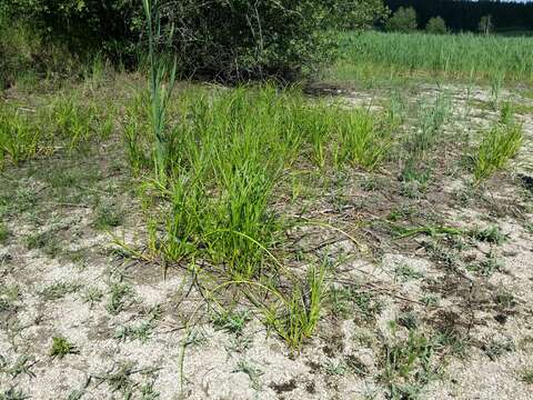 Image of Scirpus radicans Schkuhr