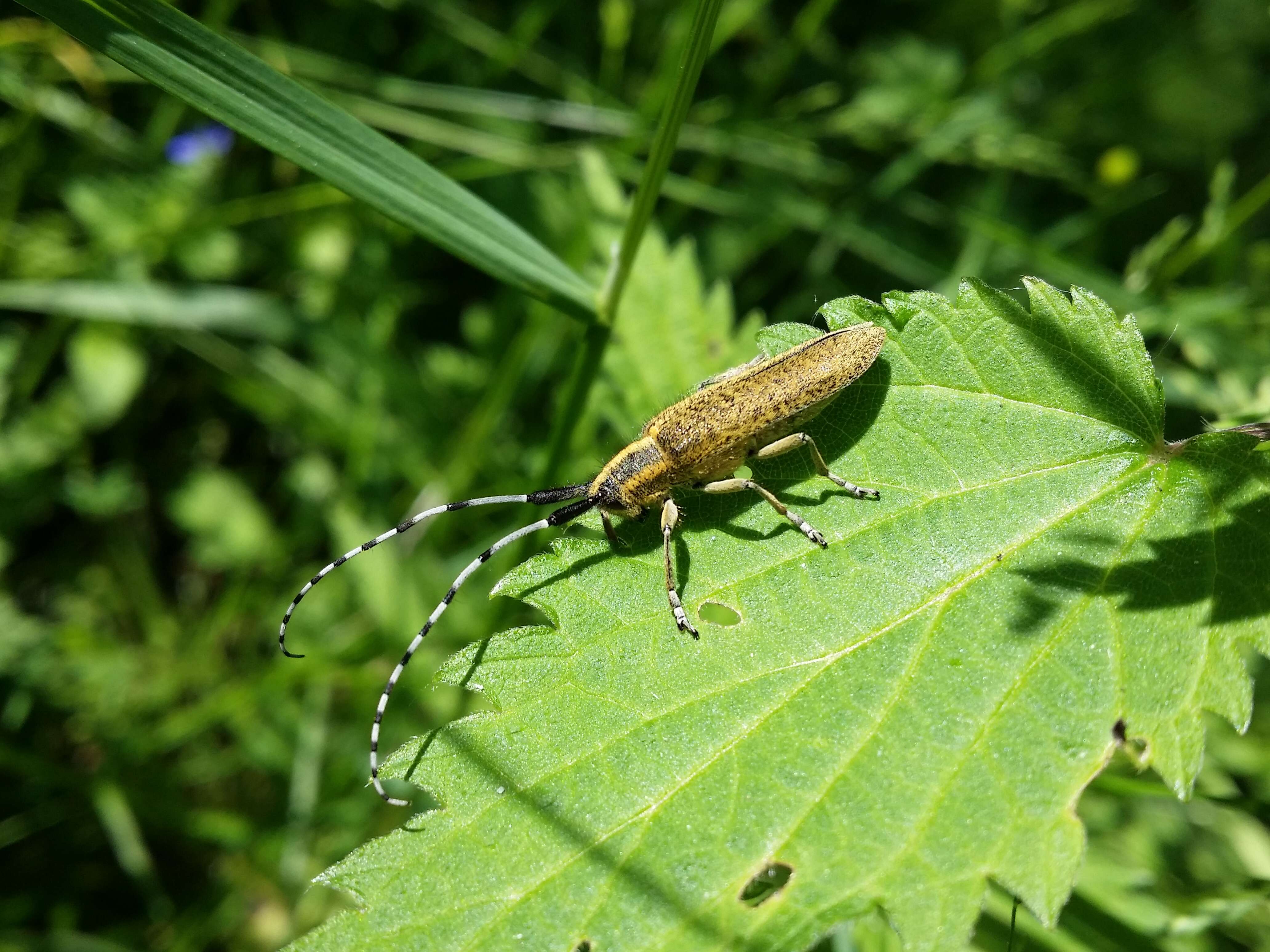 Image of Agapanthia (Epoptes) villosoviridescens (Degeer 1775)