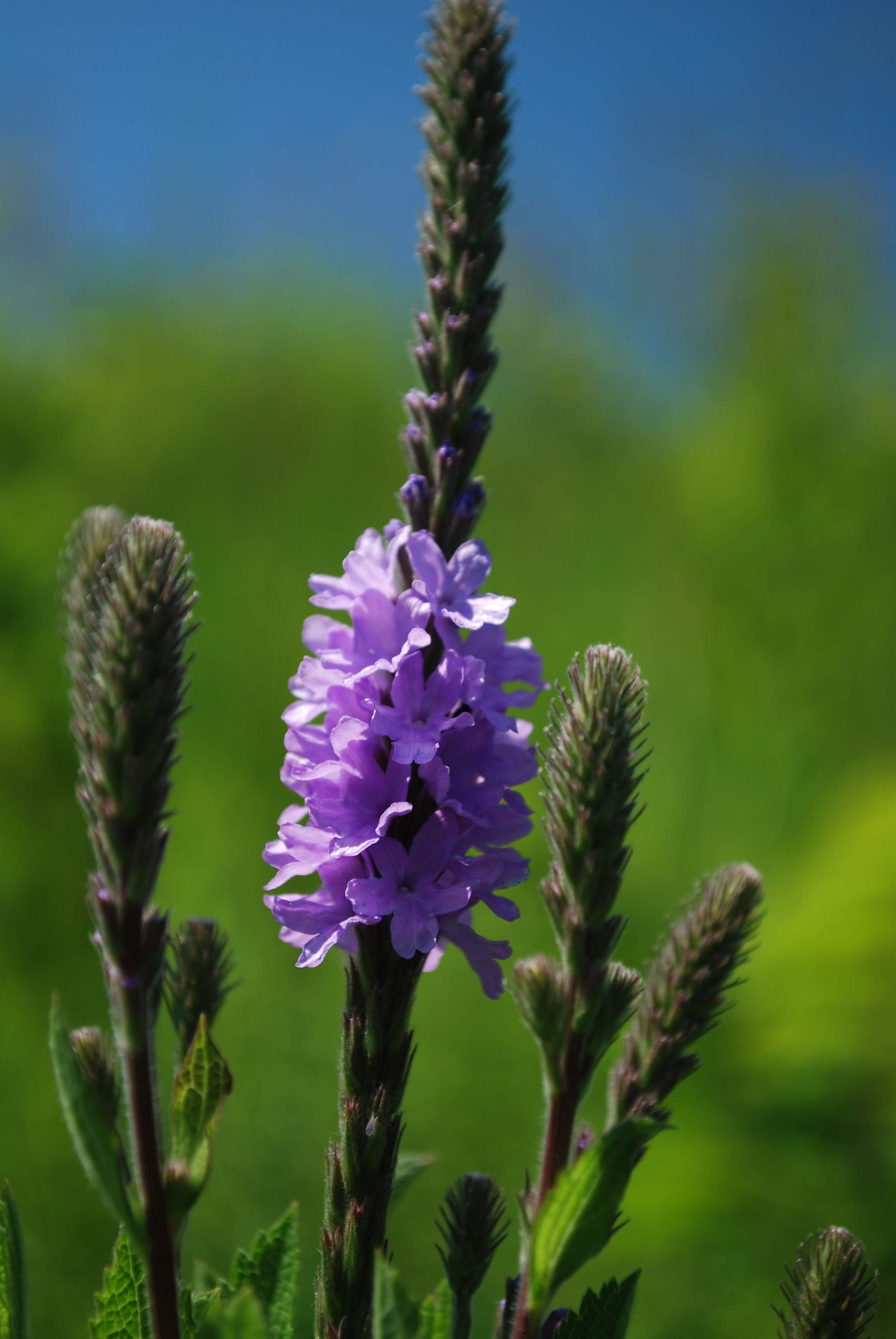 Image of swamp verbena