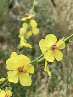 Image of wavyleaf mullein