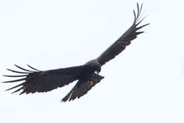 Image of Black Eagle