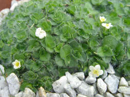 Image of Myosotis pulvinaris Hook. fil.