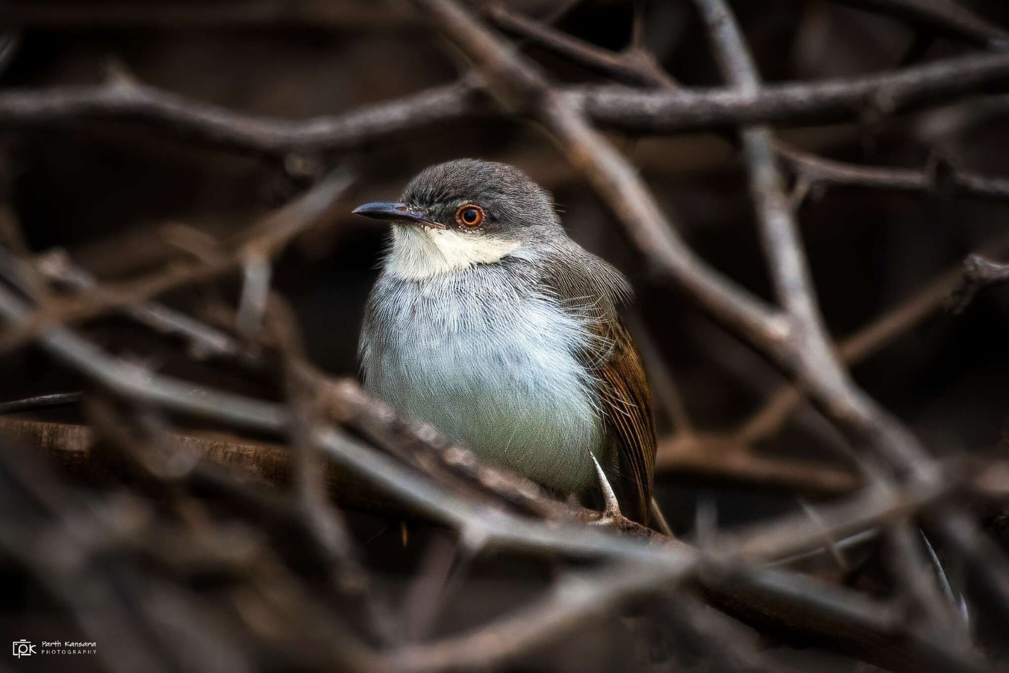 Image of Grey-breasted Prinia