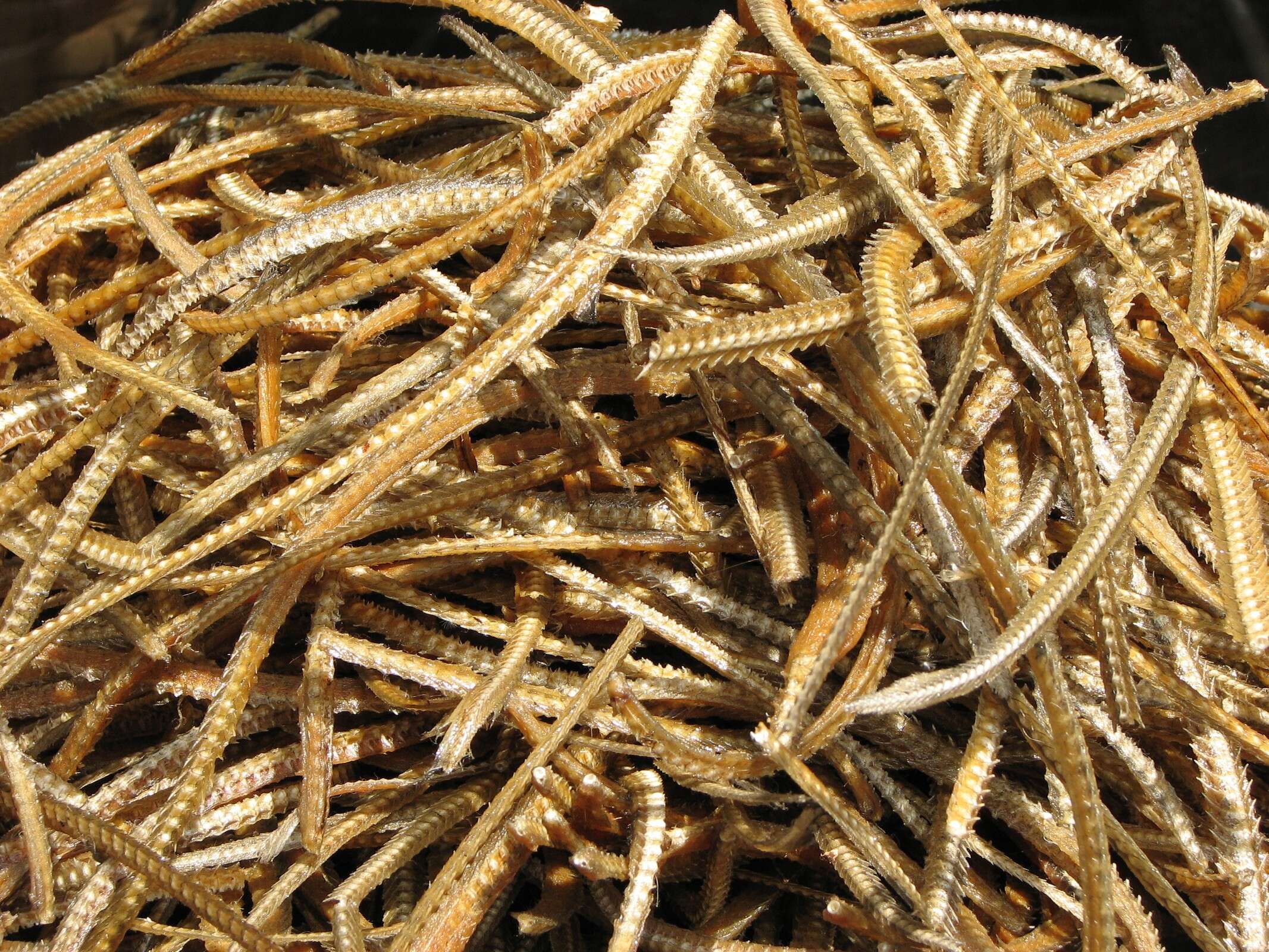 Image of freshwater eels
