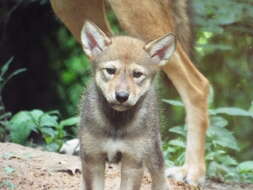 Image of Red wolf