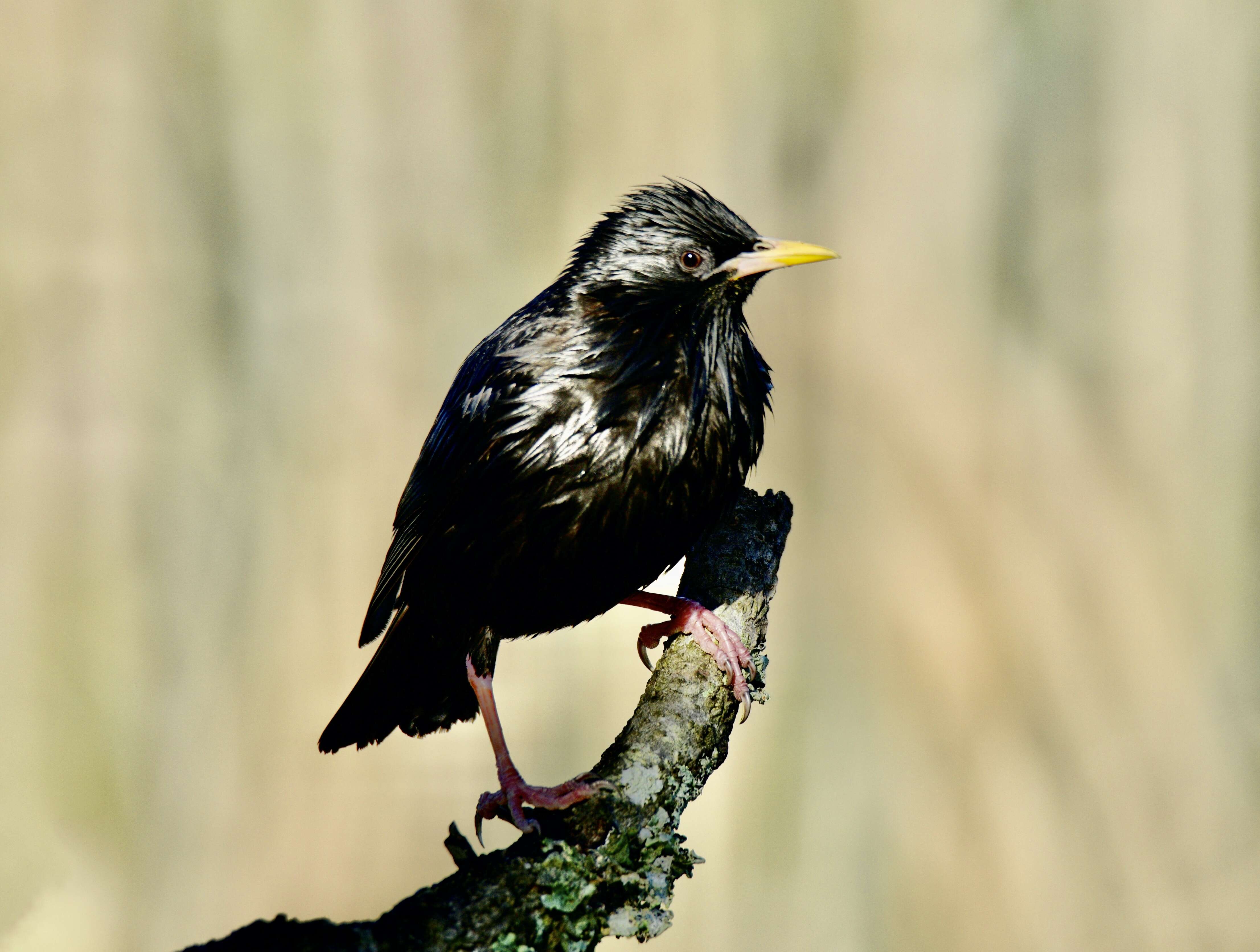 Image of Spotless Starling