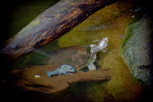 Image of Austro-South American side-necked turtles