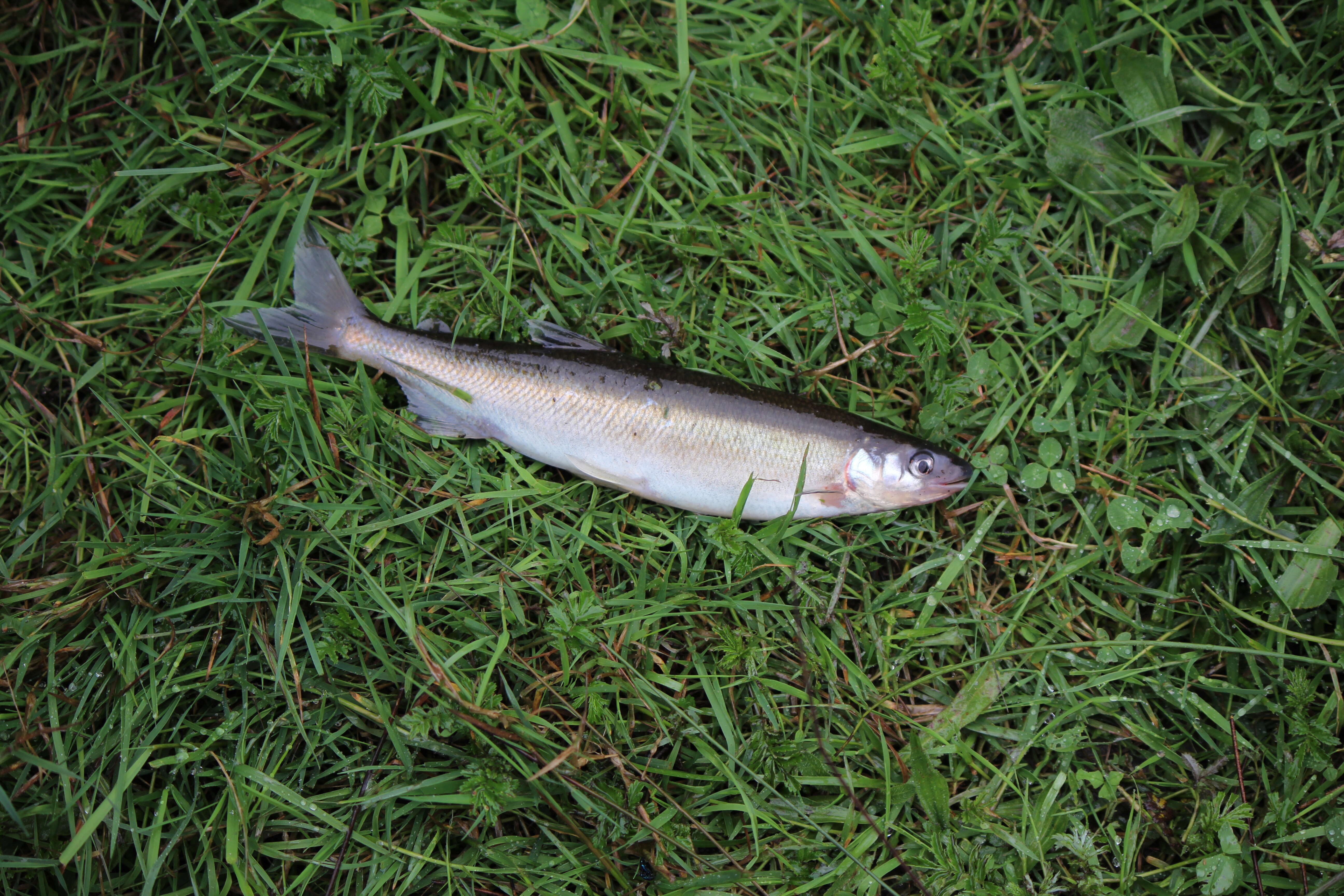 Image of Australian Grayling