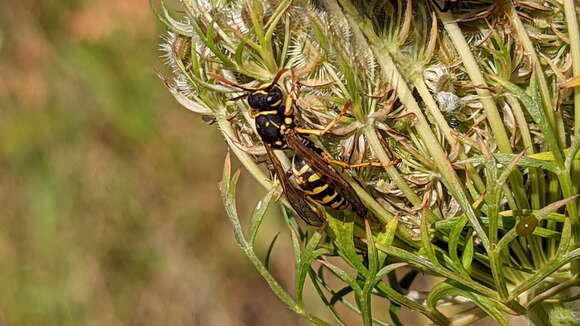 Image of European Paper Wasp