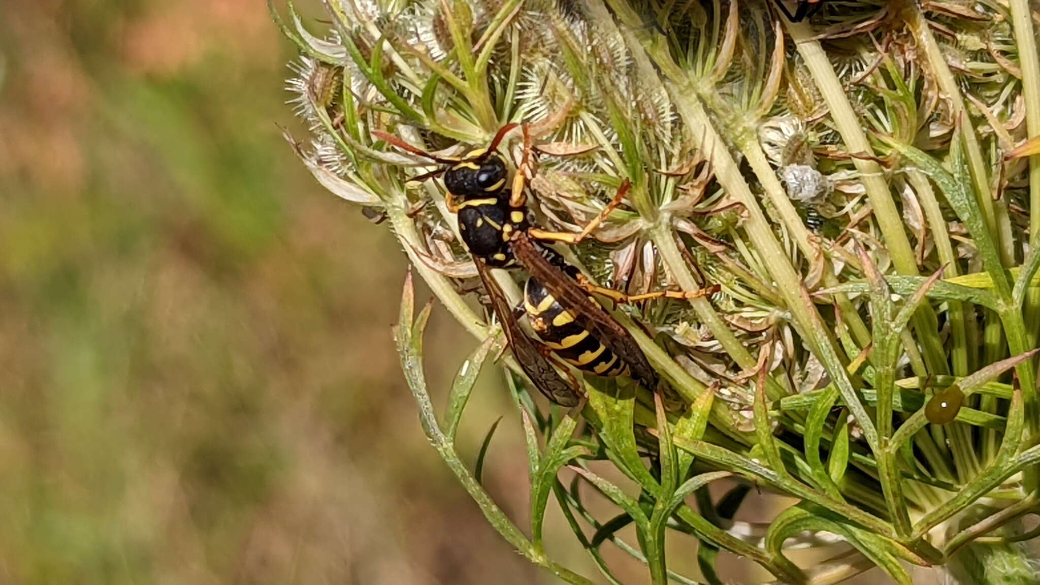 Imagem de Polistes dominula (Christ 1791)