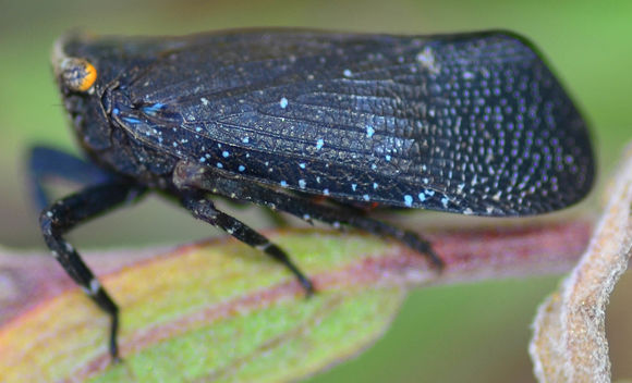 Image of <i>Poblicia fuliginosa</i>