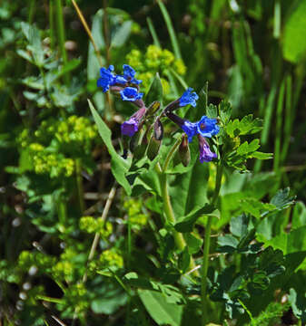 صورة Pulmonaria mollis Hornem.