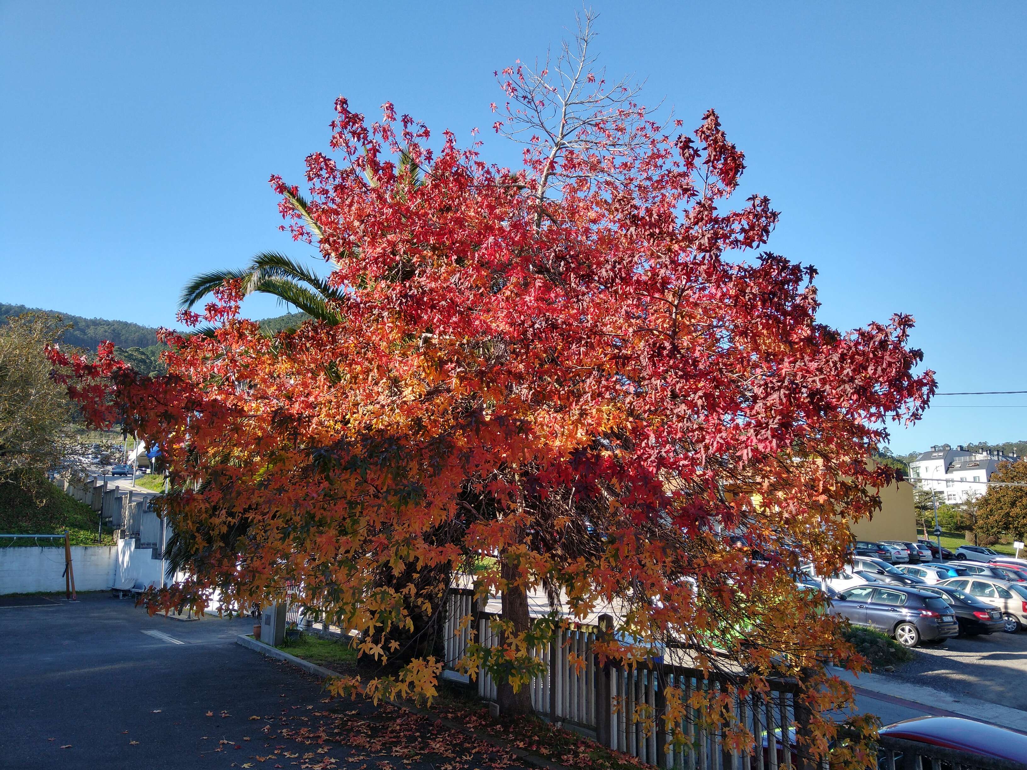 Image of American Sweetgum