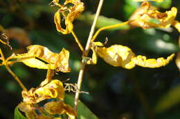 Image de Austropuccinia psidii (G. Winter) Beenken 2017