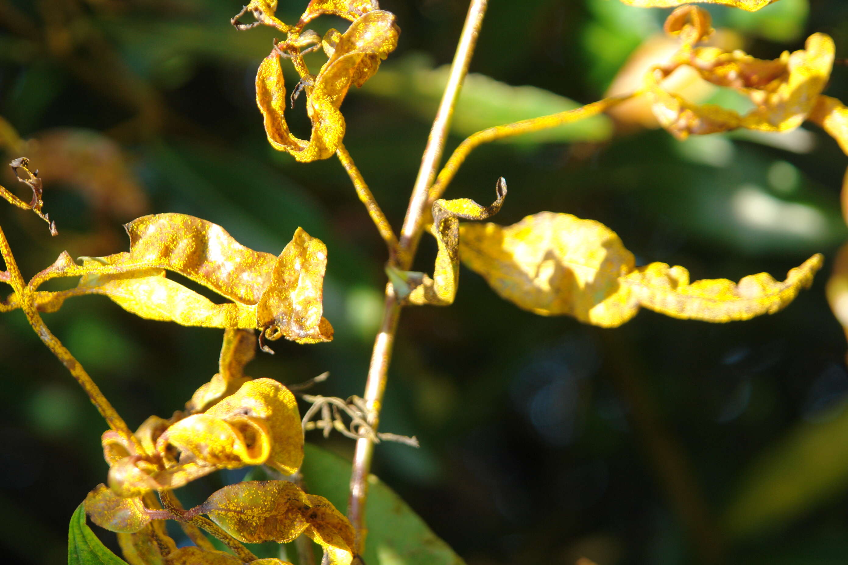 Image de Austropuccinia psidii (G. Winter) Beenken 2017