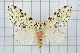 Image of Lymantria concolor Walker 1855