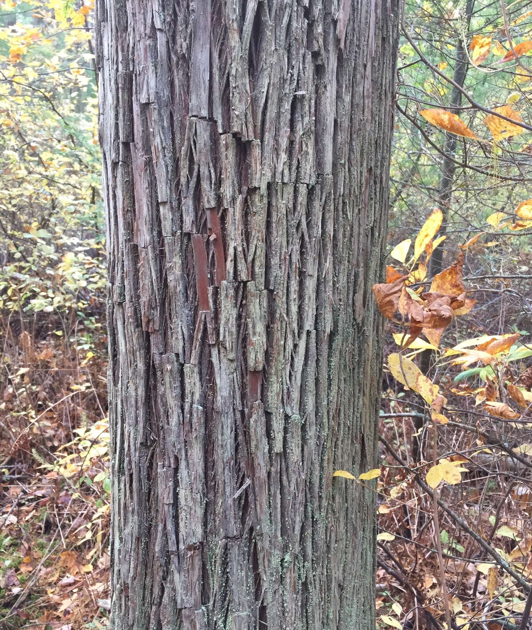 Image of Atlantic White Cedar