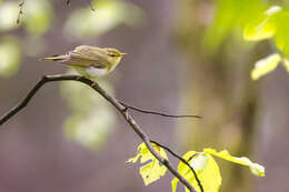 Image of Wood Warbler