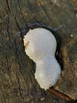 Image of Reticularia lycoperdon