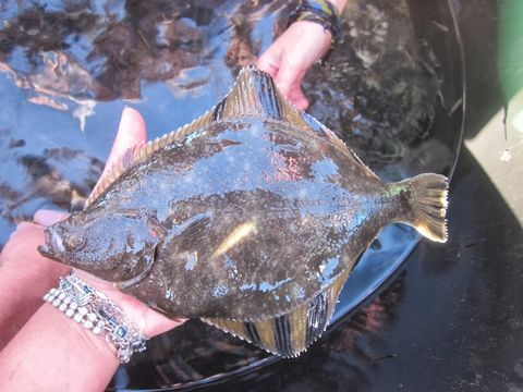 18.https www inaturalist org photos 6141850.580x360