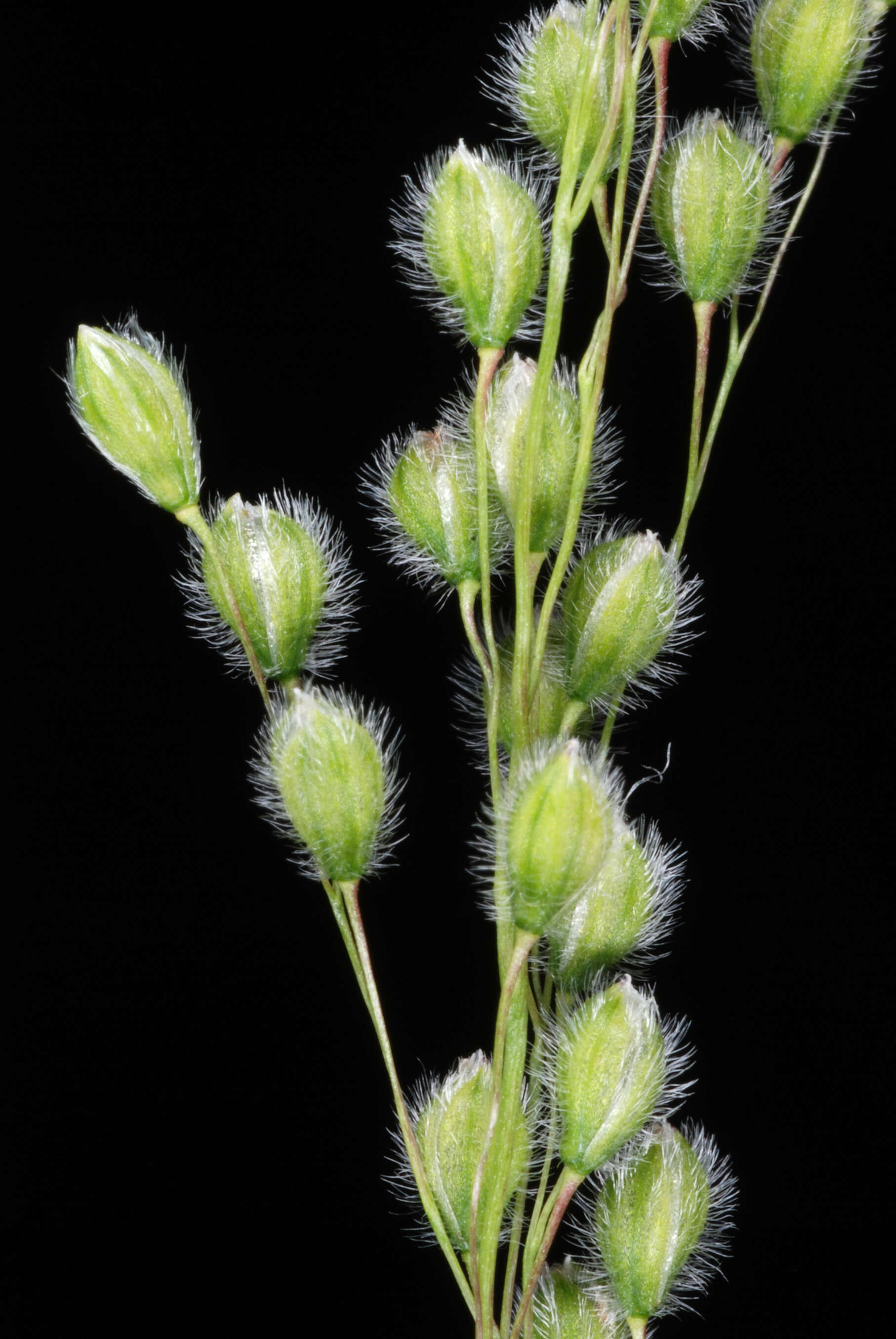 Image of Anthenantia villosa