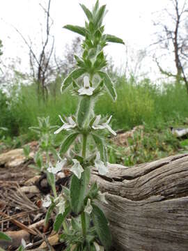 Image of simplebeak ironwort