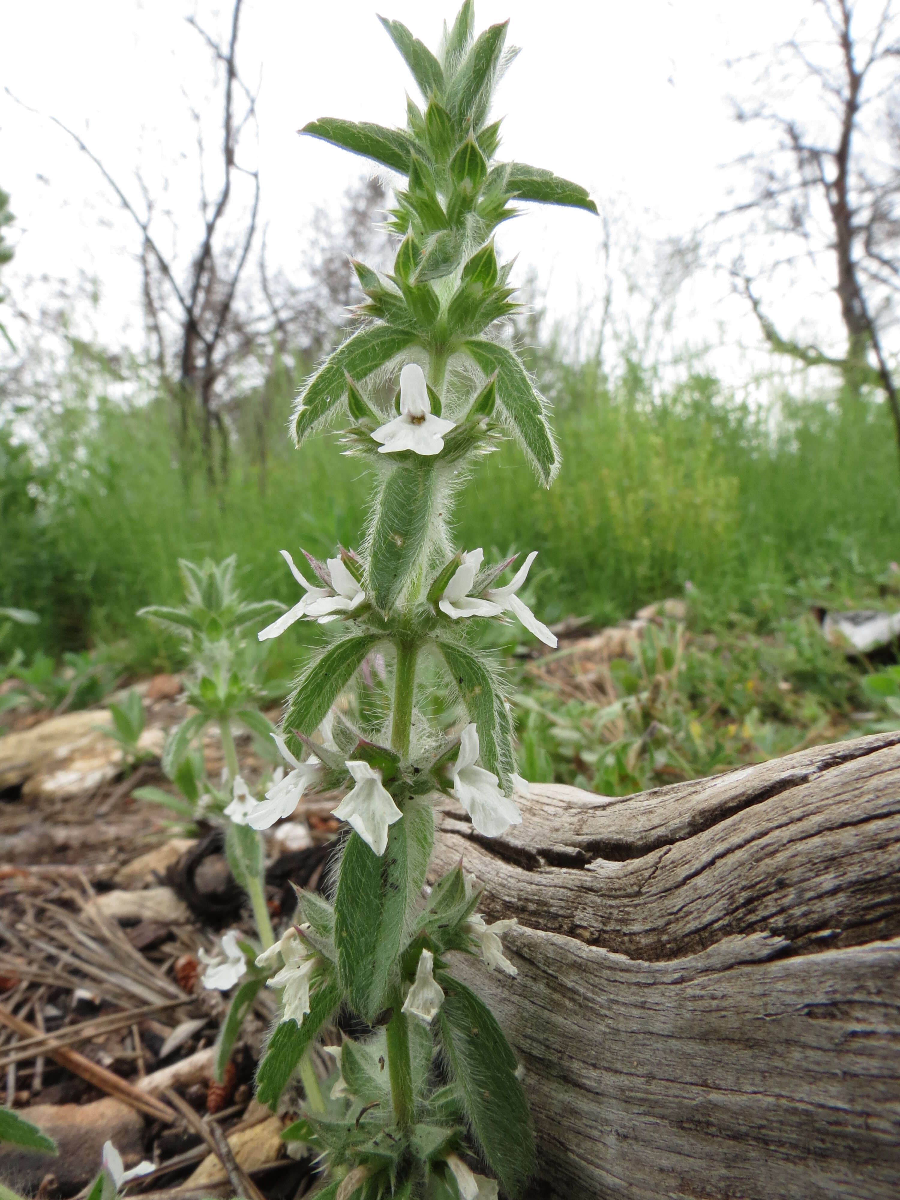 Image of simplebeak ironwort