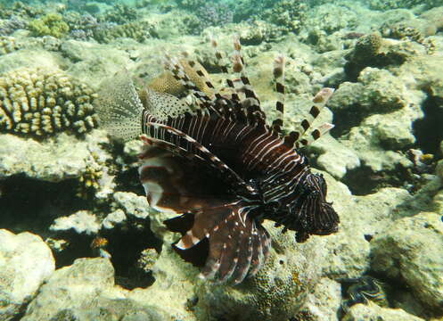 Pterois miles (Bennett 1828) resmi